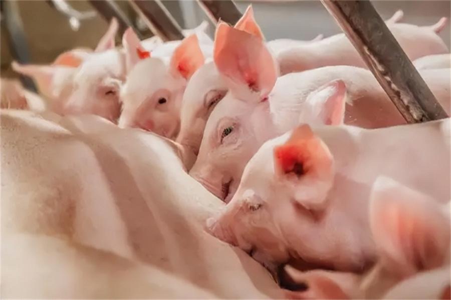Common Diseases In The Pig Industry