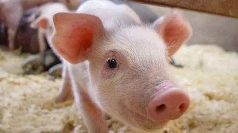 Common Diseases In The Pig Industry