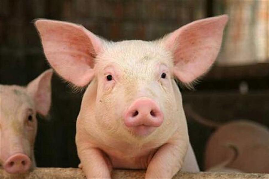 Common Diseases In The Pig Industry
