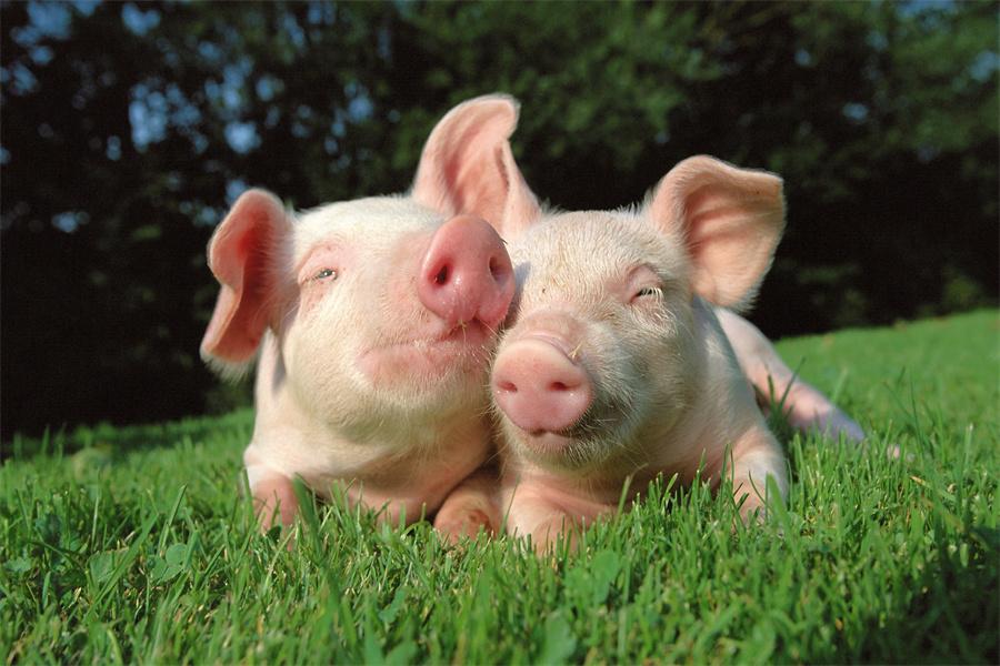 Common Diseases In The Pig Industry